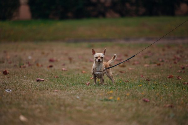 Choosing the Ideal Gerbil Wheel: An Essential Guide for Their Exercise Needs